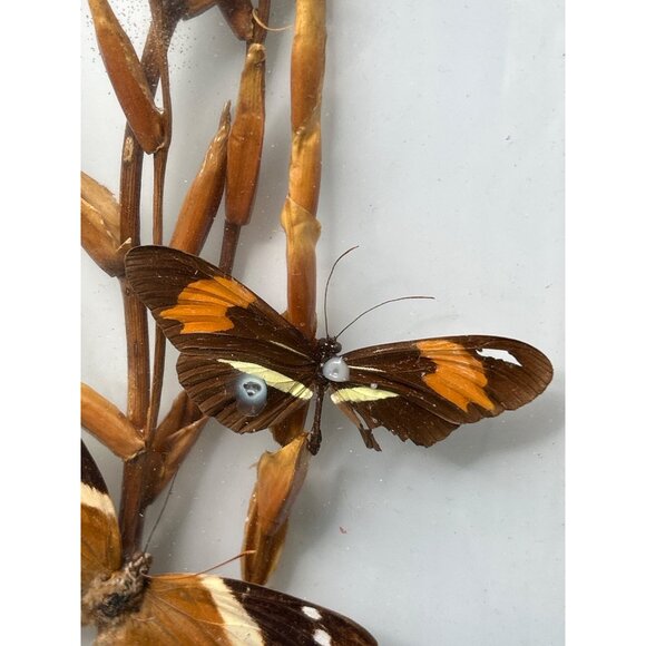 Framed Butterfly Display With Gold Frame & Natural Dried Stalks - Picture 6 of 16